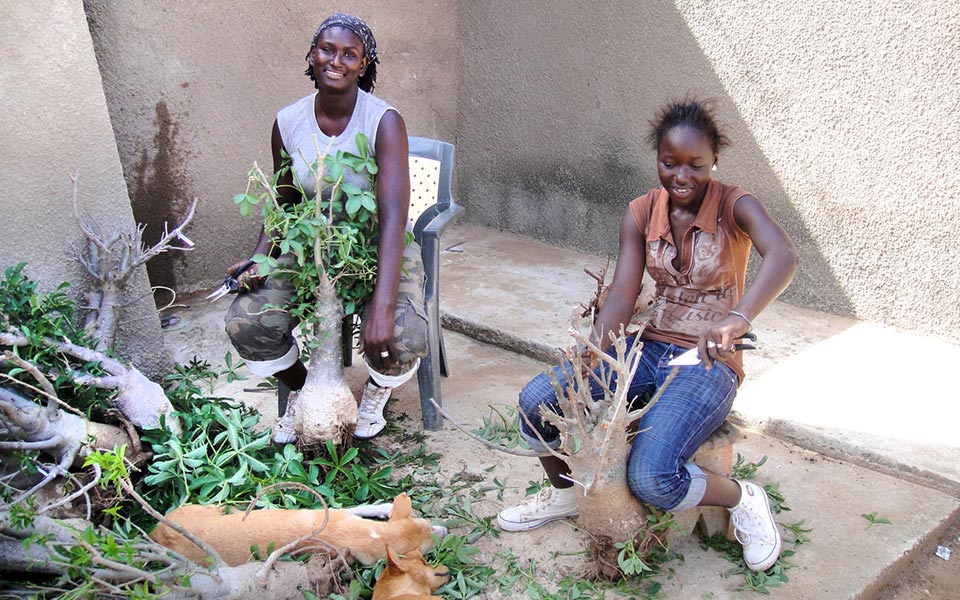 Vegetaux, Senegal: Baobab-Setzlinge aus Fairem Handel – CONTIGO Fairtrade Shop Handelspartner