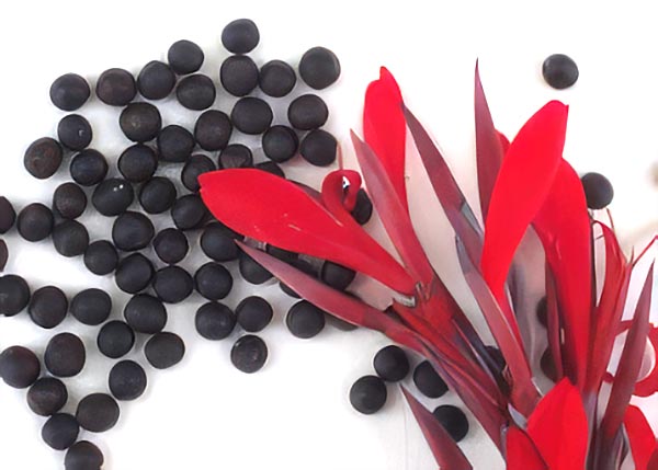 CONTIGO HERSTELLUNG Naturschmuck