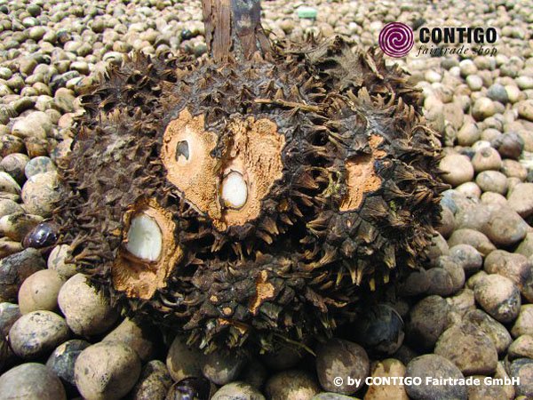 CONTIGO HERSTELLUNG Naturschmuck