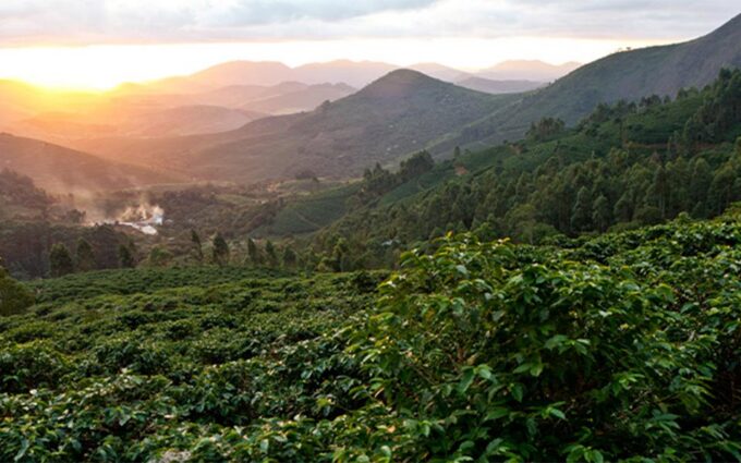 CONTIGO Fairtrade Kaffee Ursprünge