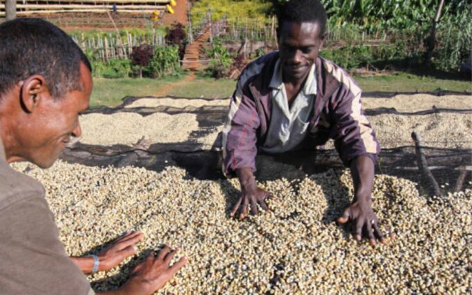CONTIGO Kaffee &Auml;thiopien Sidama
