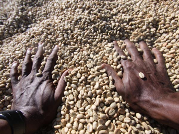 CONTIGO Kaffee &Auml;thiopien Sidama