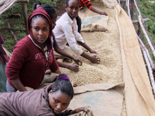 CONTIGO Kaffee &Auml;thiopien Sidama