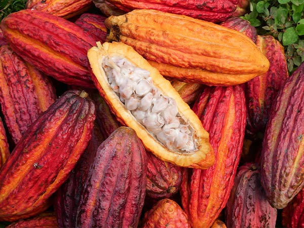Zotter Schokolade handgeschöpft bio aus Fairem Handel – CONTIGO Fairtrade Shop Handelspartner