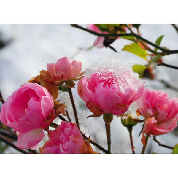 Grußkarte M Rosa Rosen im Schnee