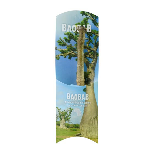 Baobab Setzling klein 1-2 Jahre
