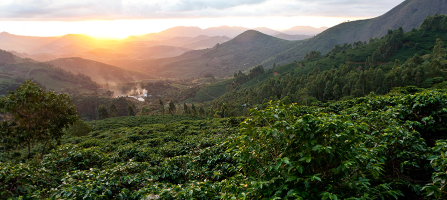 Anbaugebiet von sortenreinen Hochland-Arabicas Kaffees, Bio Fair Trade Kaffee von CONTIGO Fairtrade Shop