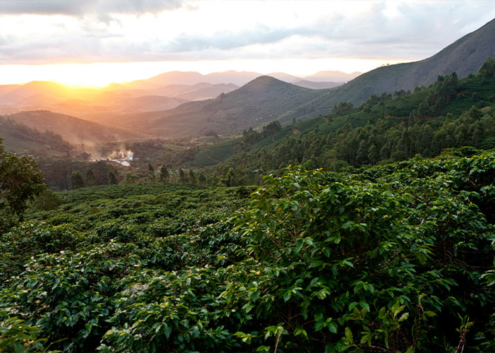 Kaffee ökologischer Anbau Fairer Handel - Bio Fair Trade Kaffee | Kaffeerösterei | CONTIGO Fairtrade Shop