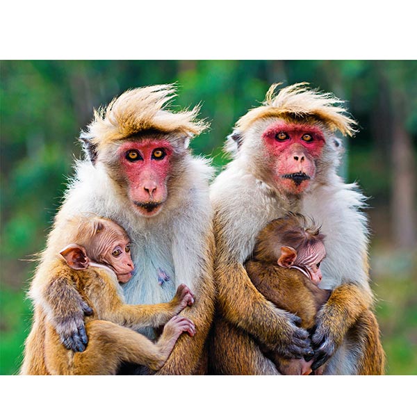 Postkarte Rotgesichtsmakaken Familie Postkarte Rotgesichtsmakaken Familie