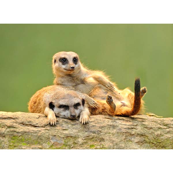 Postkarte M Erdmännchen,Jungtiere Postkarte M Erdmännchen,Jungtiere