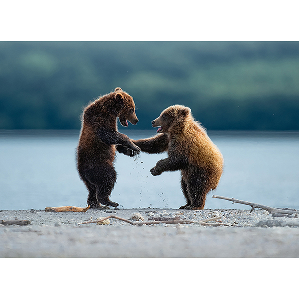 Postkarte Teddy-Buddies Postkarte Teddy-Buddies