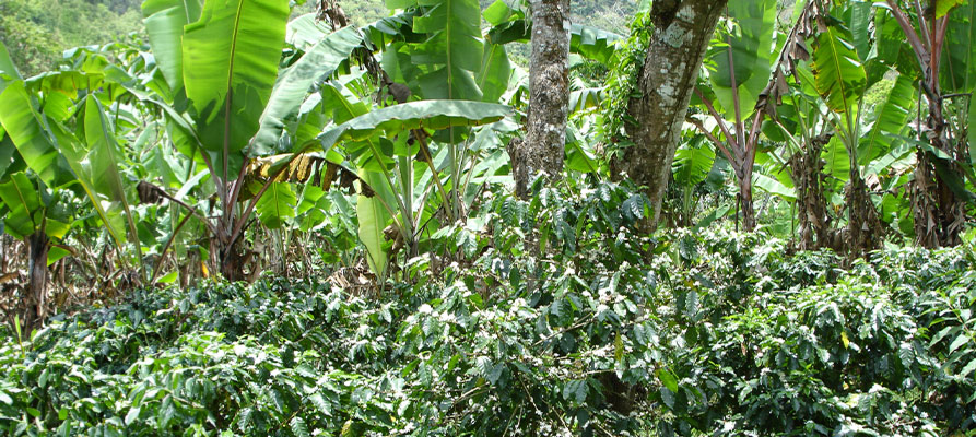 Ökologischer Kaffeeanbau in Mischkulturen mit Bananenstauden, die Schatten spenden: CONTIGO Kaffeewissen über Bio Fair Trade Kaffeeanbau 