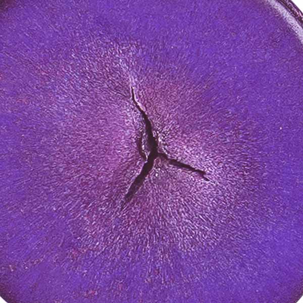 Ohrringe oval purpur lila, Tagua / CONTIGO Fairtrade Onlineshop
