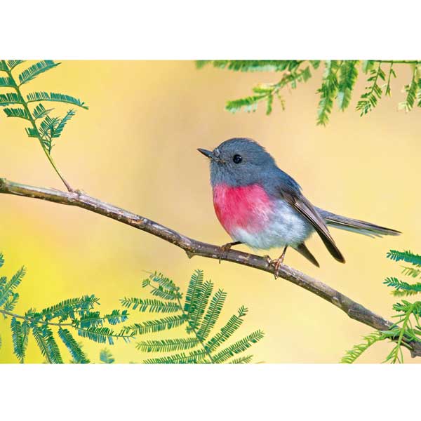 Postkarte M Rosenschnäpper (Australien)