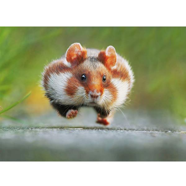 Postkarte  Rennender Feldhamster Postkarte  Rennender Feldhamster