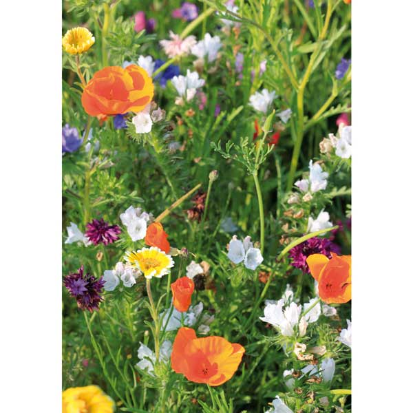 Grußkarte M hoch Sommerwiese