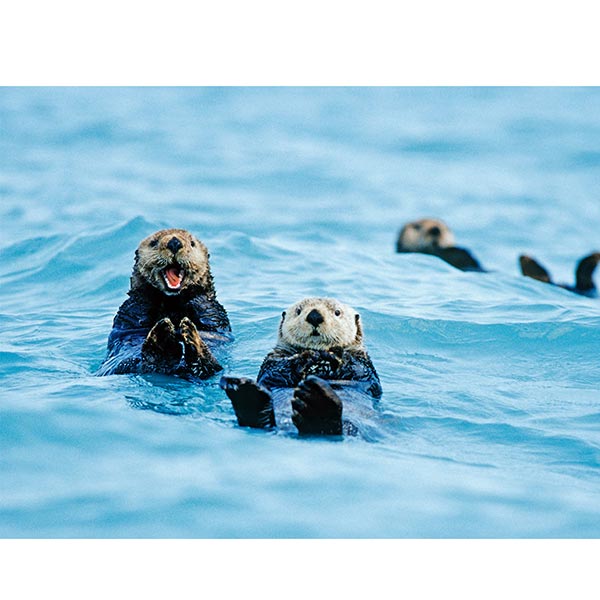 Postkarte Seeotter Postkarte Seeotter