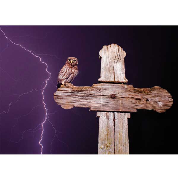 Postkarte M Steinkauz im Gewitter