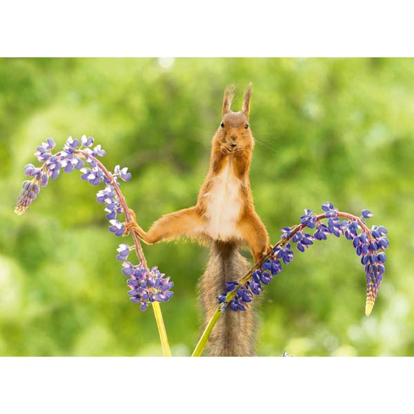 Postkarte M Eurasisches Eichhörnchen auf blühender Lupine Postkarte M Eurasisches Eichhörnchen auf blühender Lupine