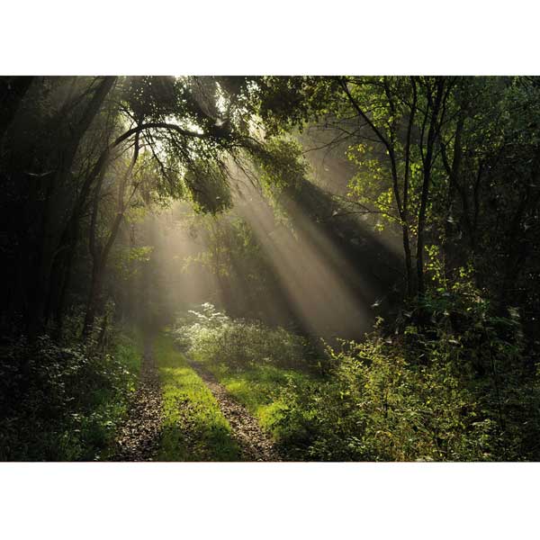 Grußkarte M Waldweg