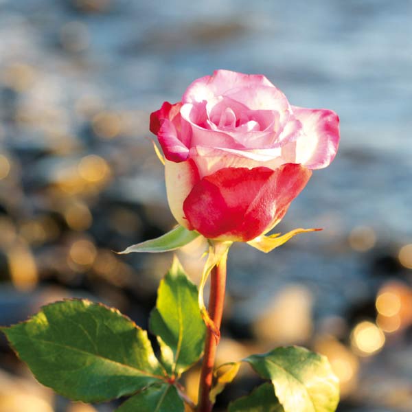 Grußkarte S Rosengrüße Grußkarte S Rosengrüße