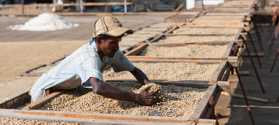 Kaffeebohnen werden getrocknet Kaffee-Rohbohnen werden gewaschen, sortiert, fermentiert, getrocknet und geschält: CONTIGO Kaffeewissen über Bio Fair Trade Kaffeeanbau