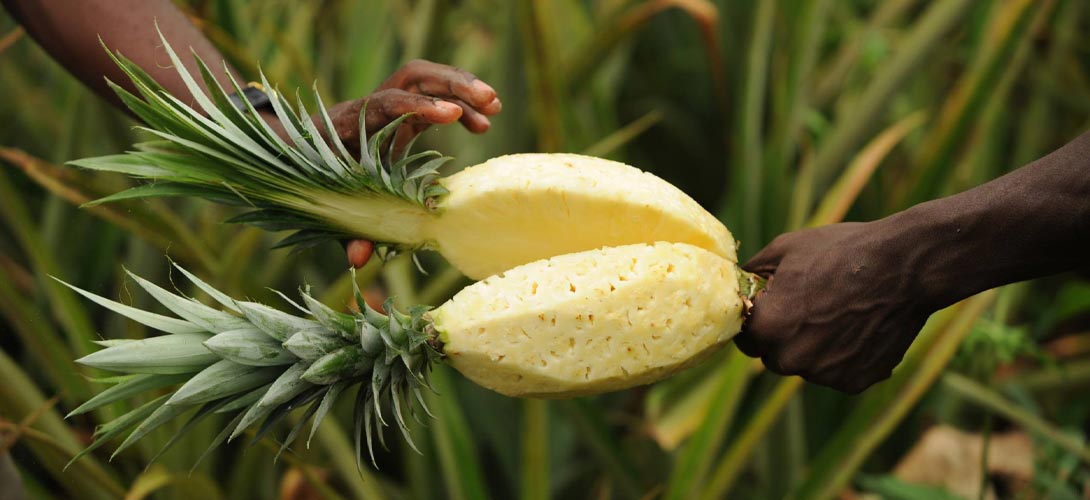 Bio Trockenfrüchte aus Fairem Handel kaufen: Getrocknete Mango, Ananas und Banane -  Fair Trade und vegan | CONTIGO Fairtrade Shop