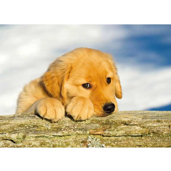 Postkarte M Golden Retriever Welpe