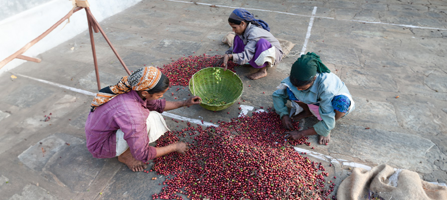 Kaffeekirschen werden vorsortiert und vom Fruchtfleisch befreit: CONTIGO Kaffeewissen über Bio Fair Trade Kaffeeanbau 