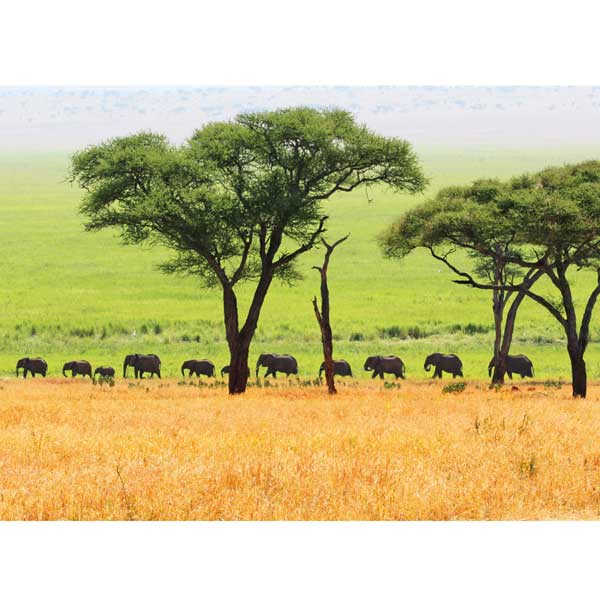 Postkarte Elefantenherde, Tansania, Afrika