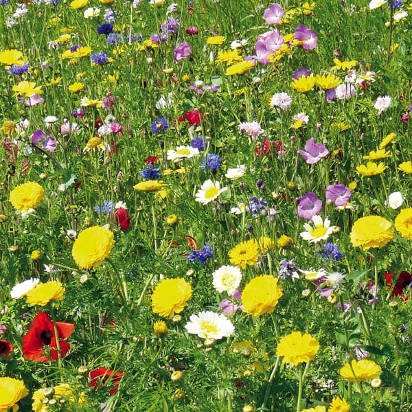 Grußkarte S Blumenwiese Grußkarte S Blumenwiese