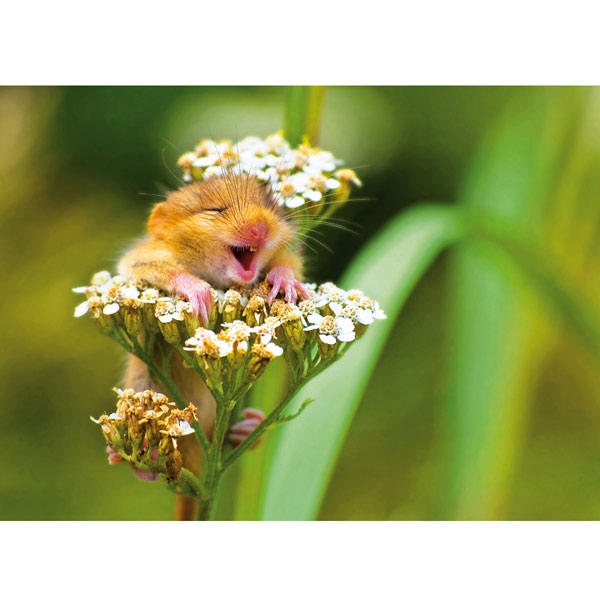 Postkarte lachende Haselmaus