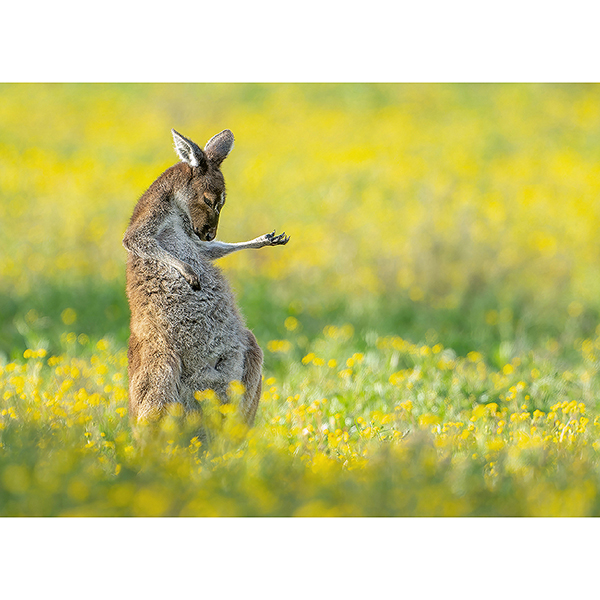Postkarte Luftgitarren-Känguru