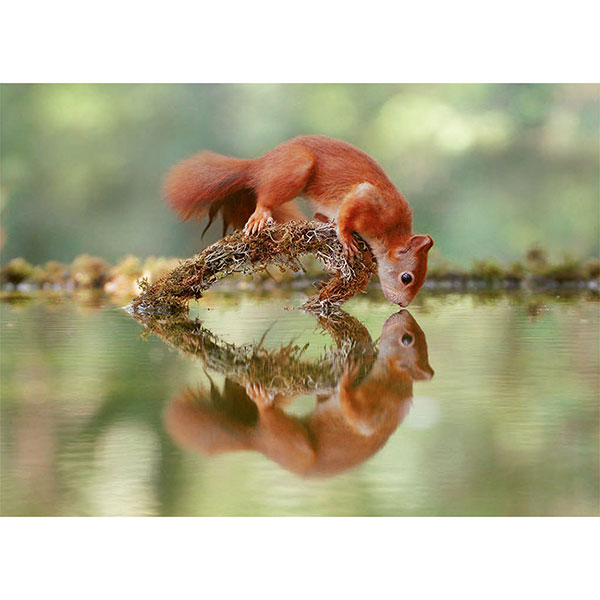 Postkarte M Eichhörnchen Spiegelbild