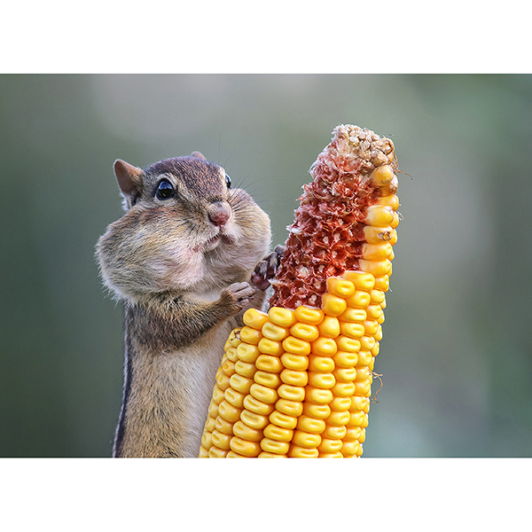 Postkarte Streifenhörnchen Postkarte Streifenhörnchen