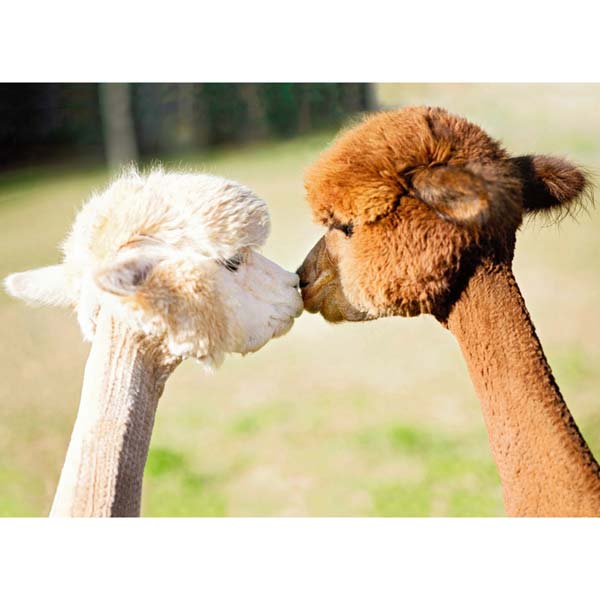 Postkarte M Alpaka-Kuss Postkarte M Alpaka-Kuss