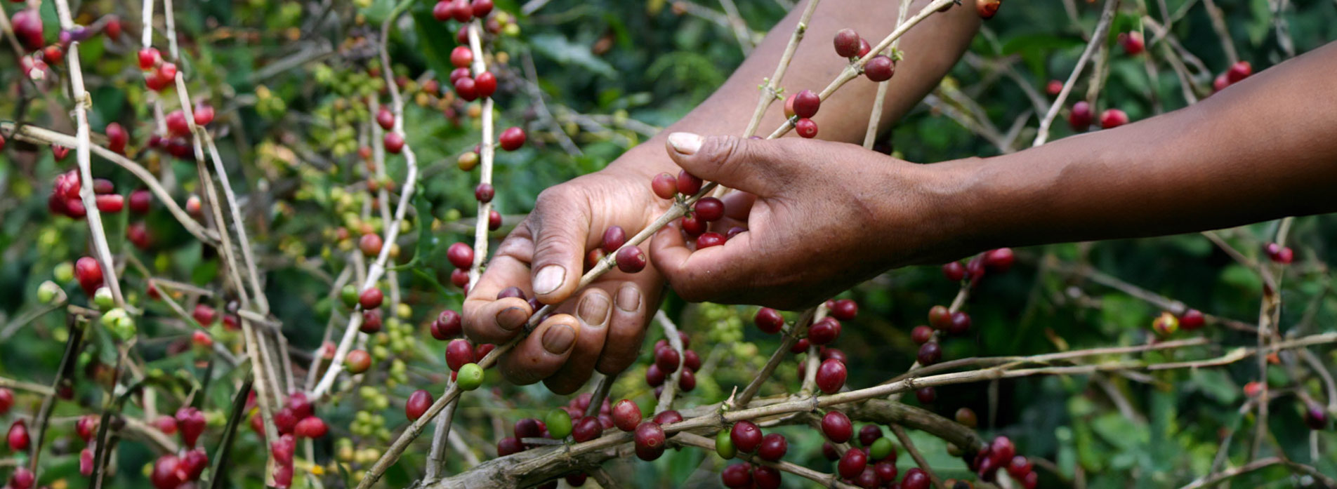 Bio und Fair Trade Kaffee von CONTIGO Fairtrade Shop: Kaffeewissen vom Anbau, Ernte und Röstung