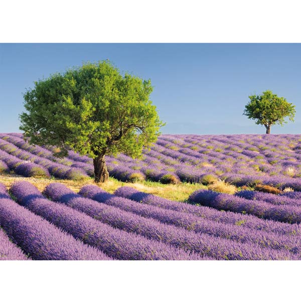 Postkarte M Lavendelfelder, Provence