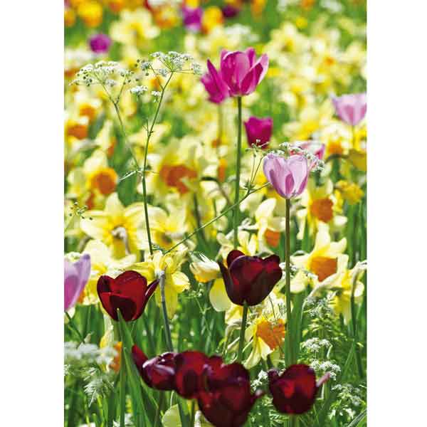Grußkarte M Tulpenwiese