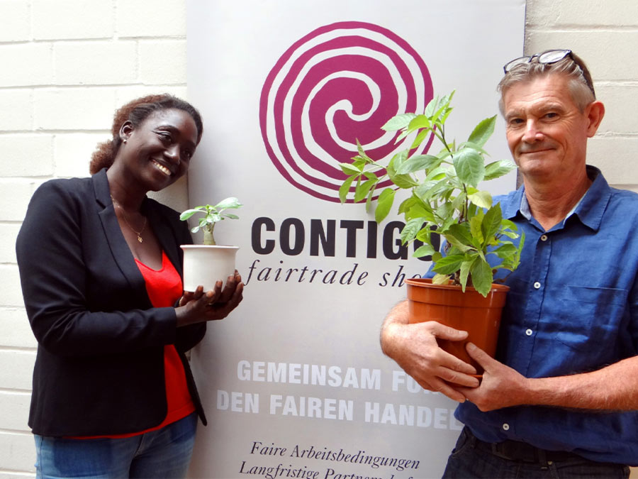Baobab Setzlinge aus dem Senegal von  CONTIGO Fairtrade Shop