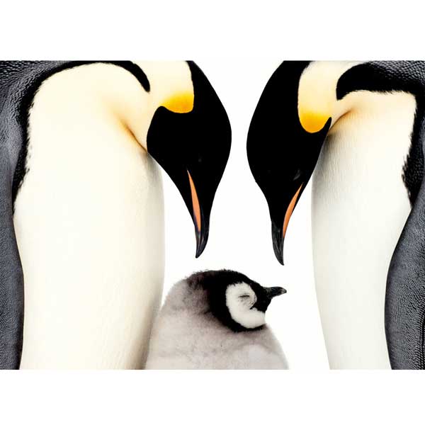 Postkarte Pinguinfamilie