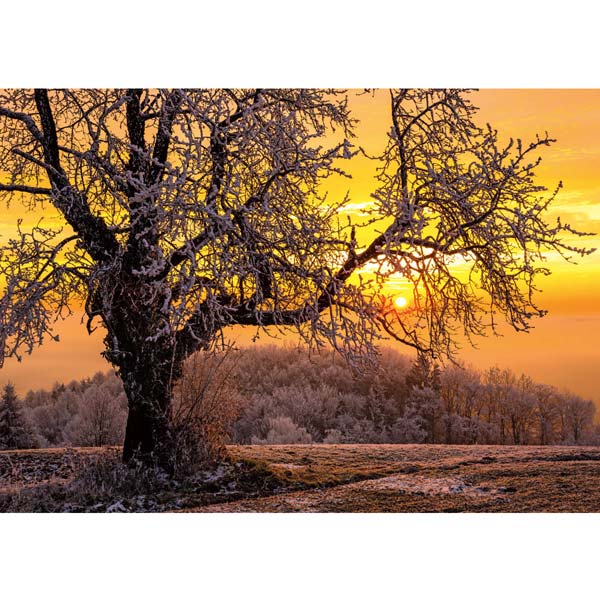 Grußkarte M quer Alter Kirschbaum im Sonnenuntergang