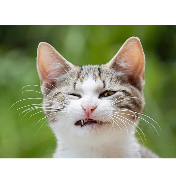 Postkarte Knurrende Katze Postkarte Knurrende Katze