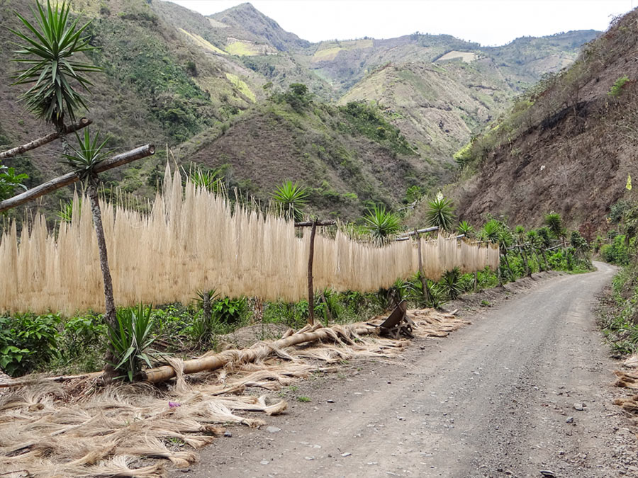 Fair Trade Panamahüte aus Kolumbien: Handgeflochtene Hüte von Montezuma - CONTIGO Fairtrade Shop