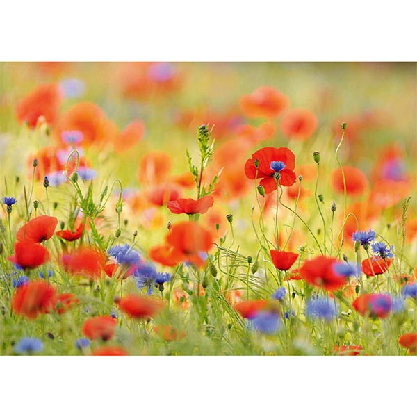 Grußkarte M Klatschmohn und Kornblumen