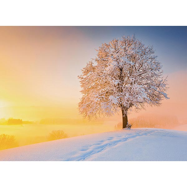 Postkarte Linde im Winter