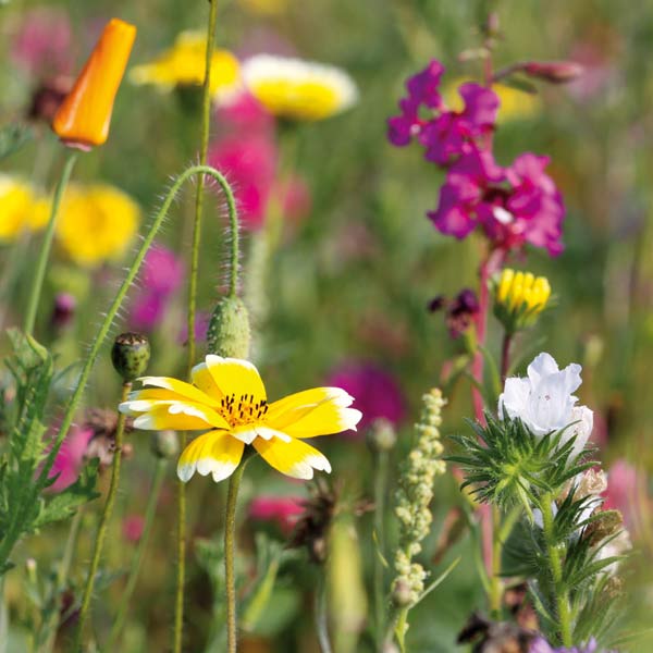 Grußkarte S Sommerlicher Gruß