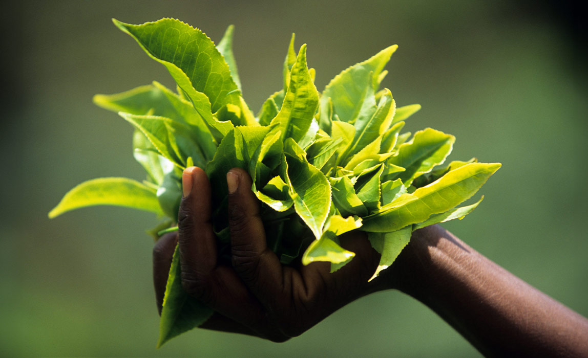 Bio-Grüntee kaufen | CONTIGO Fairtrade Shop