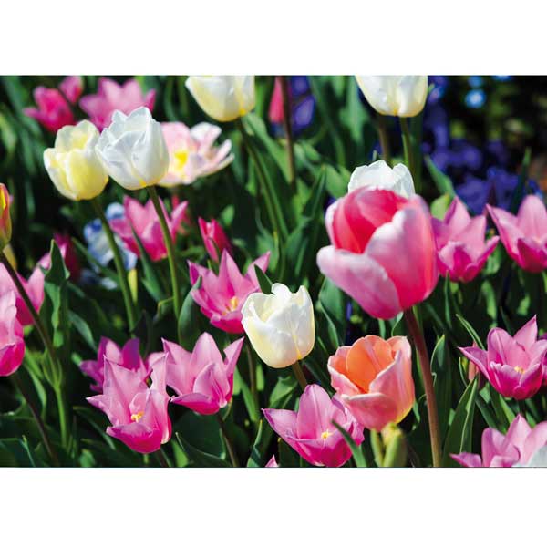 Grußkarte M Tulpenkomposition Grußkarte M Tulpenkomposition