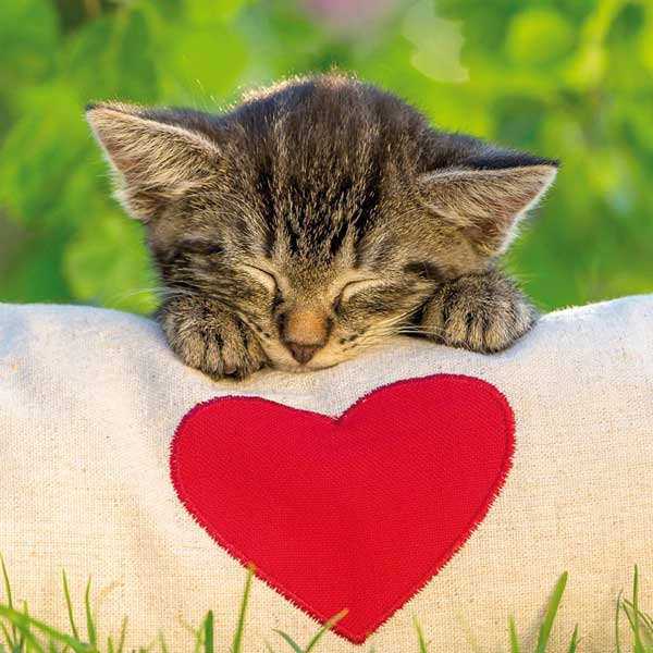 Grußkarte S Kätzchen Grußkarte S Kätzchen